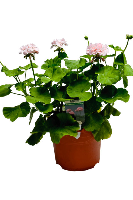 Pelargonium 'Dronning Ingrid' 21 cm potte